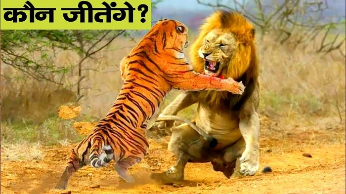 शेर और बाघ की कहानी